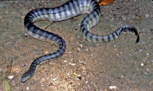 Çengel Burunlu Deniz Yılanı resmi.