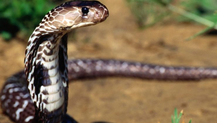Hint Kobrası yılanı resmi.