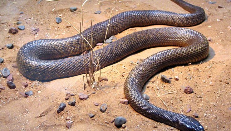 Ölümcül İçbölge Taipan (dünyanın en zehirli yılanı). En korkutucu yılan resimleri denilince aklınıza pek bunun gibi bir şey gelmiyordu muhtemelen.