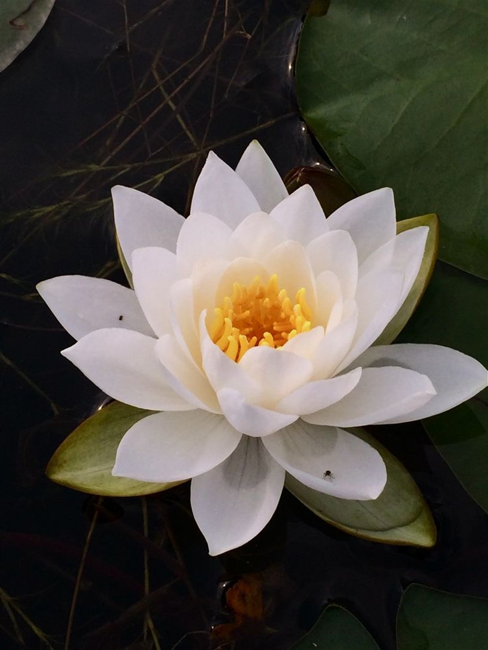 Beyaz Lotus Çiçeği