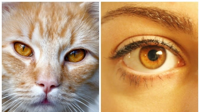 Kehribar rengi gözler hayvanlarda insanlardan daha yaygındır.