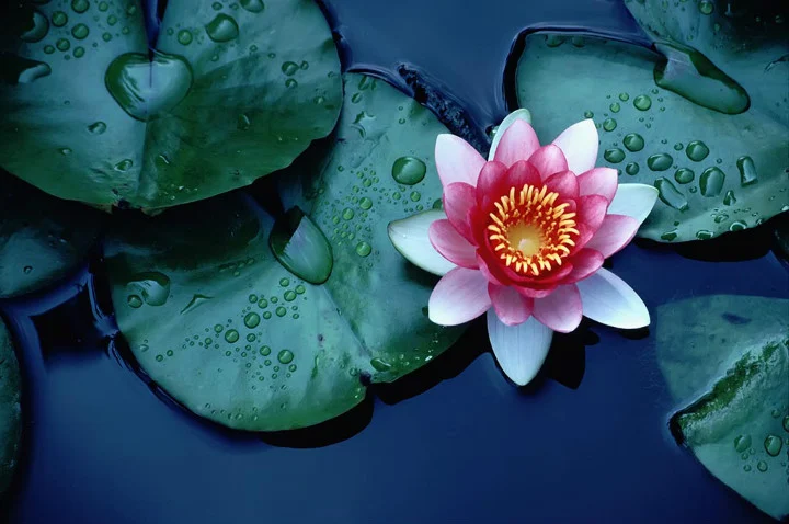 Lotus Çiçeği Yetiştirmek