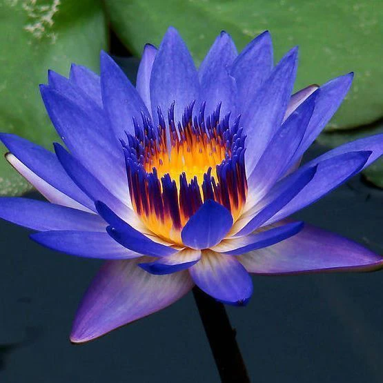 Mavi Lotus Çiçeği