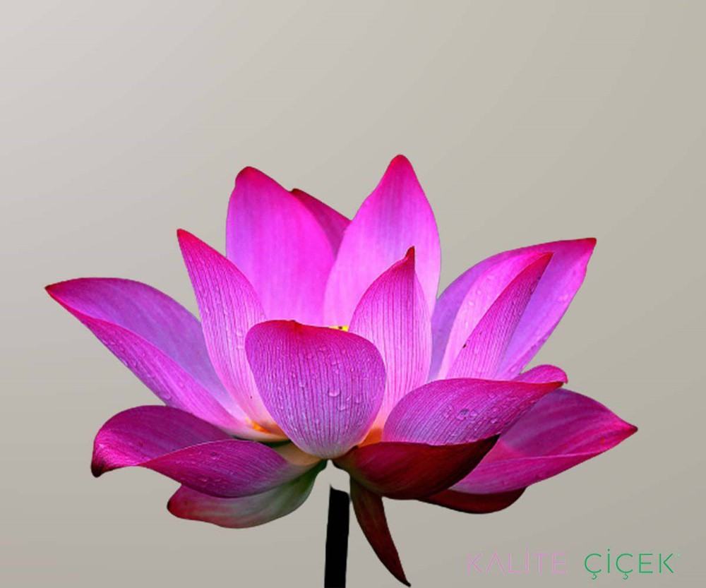Mor Lotus Çiçeği