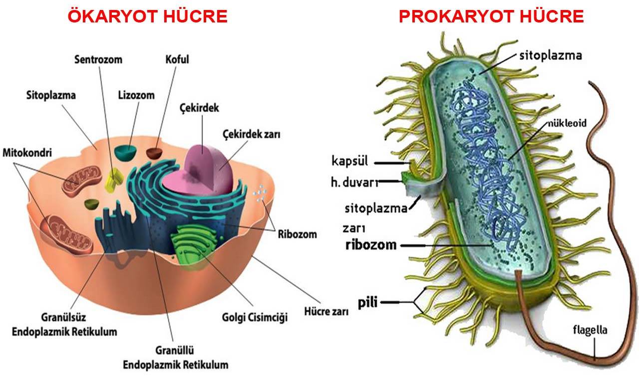 Prokaryotlar ve Ökaryotlar: Farkları ve Özellikleri Nedir?