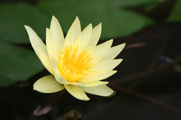 Sarı Lotus Çiçeği