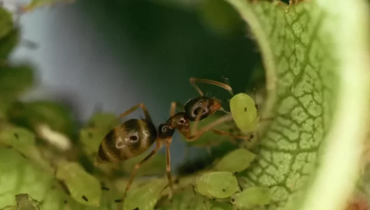 Arjantinli bir karınca, yaprak bitlerini genç bir yaprak üzerinde yetiştirmektir. Karıncalar bal özü ile beslenir ve yaprak bitleri karıncalardan korunur.