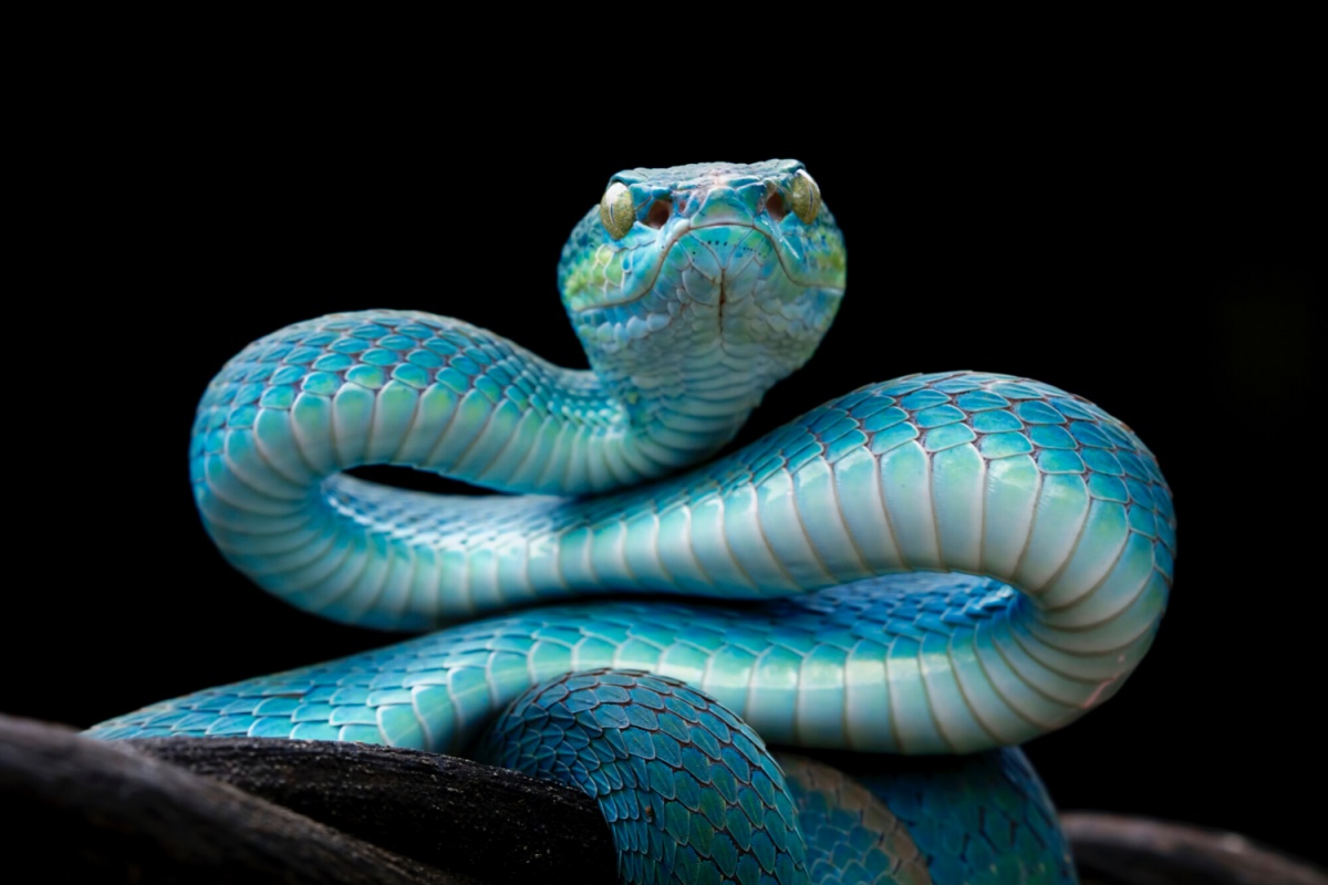 dünyanın en zehirli yılanı