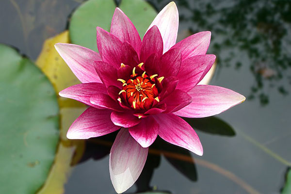 Efsanelere Konu Olan Lotus Çiçeği: Anlamı ve Özellikleri