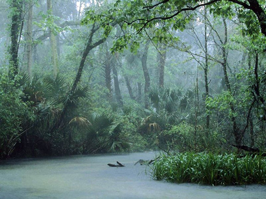 Tropikal İklim Nedir: Bitki Örtüsü ve Genel Özellikleri