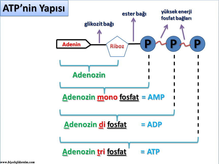 ATP nedir? Molekül Yapısı