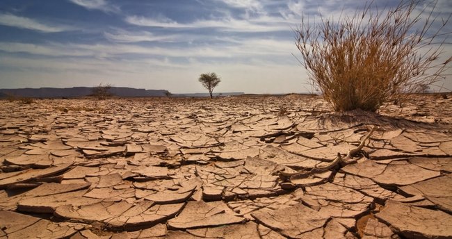 Çöl İklimi Özellikleri: Çöl İklimi Bitki Örtüsü ve Görüldüğü Yerler