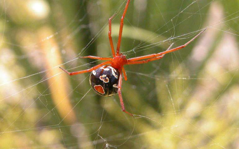dünyanın en zehirli örümcek türleri