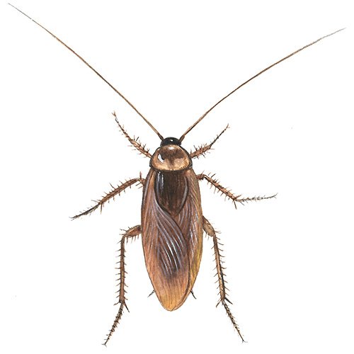 Hamam Böceği: Türleri, Zararları ve Kesin Çözümü