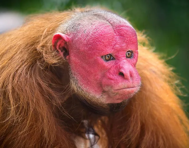 Garip Bir Primat: Kel Uakari (Kel Maymun) Ve Özellikleri