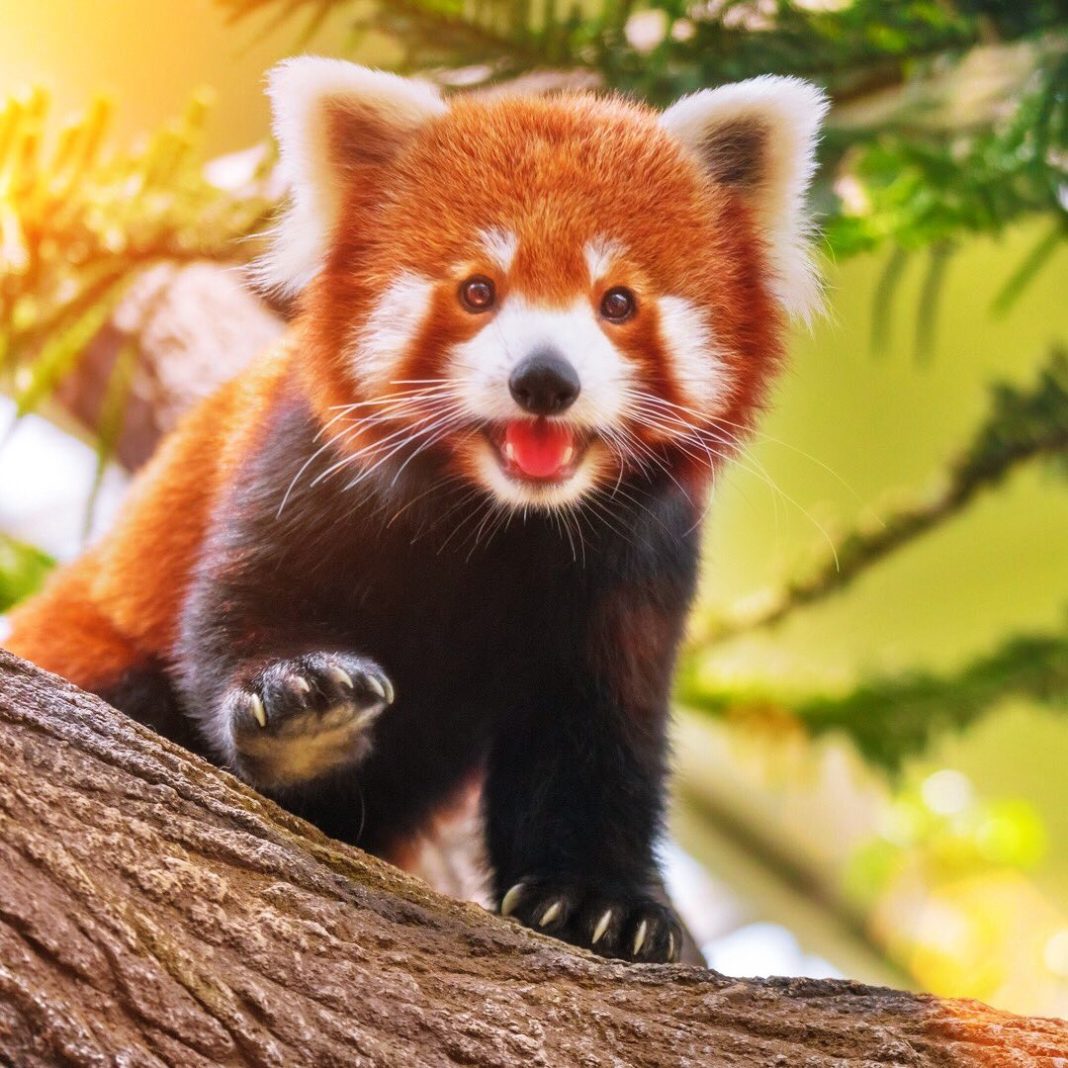 Kırmızı Pandaların Özellikleri Ve Hakkında Bilgiler
