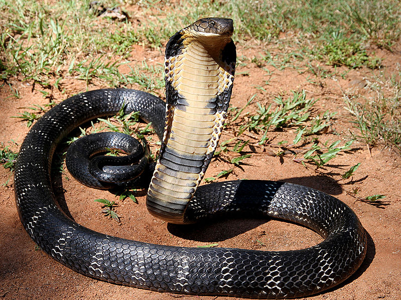 kral kobra yılanı