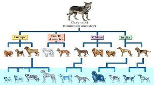 Taksonomi Nedir? Canlıların Sınıflandırılması