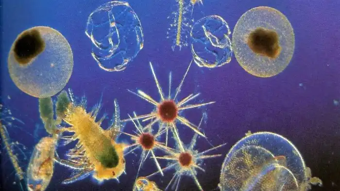 Fitoplankton Nedir ve Neden Önemlidir?