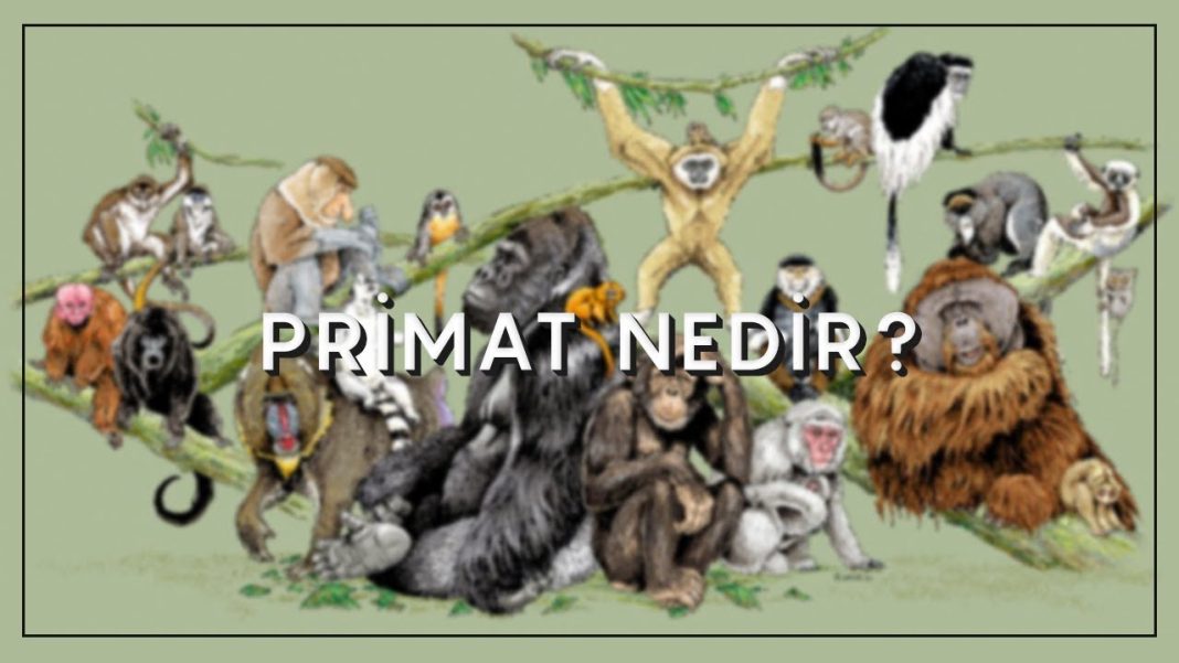 Primat Nedir? Atalarımızın Genel Özellikleri